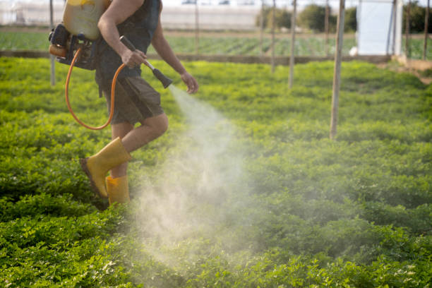 Wasp Removal Services in Trucksville, PA