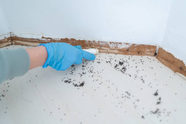 Best Flea Control Services  in Trucksville, PA
