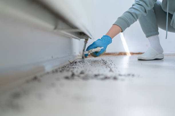 Best Ant Control Services  in Trucksville, PA